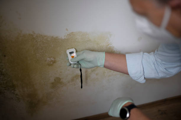 Mold Odor Removal Services in Granby, CO